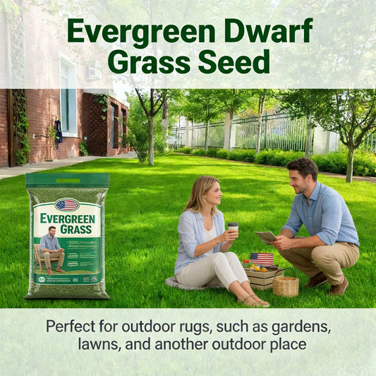 🌱2026 Evergreen Dwarf Grass Seed | For Four Seasons